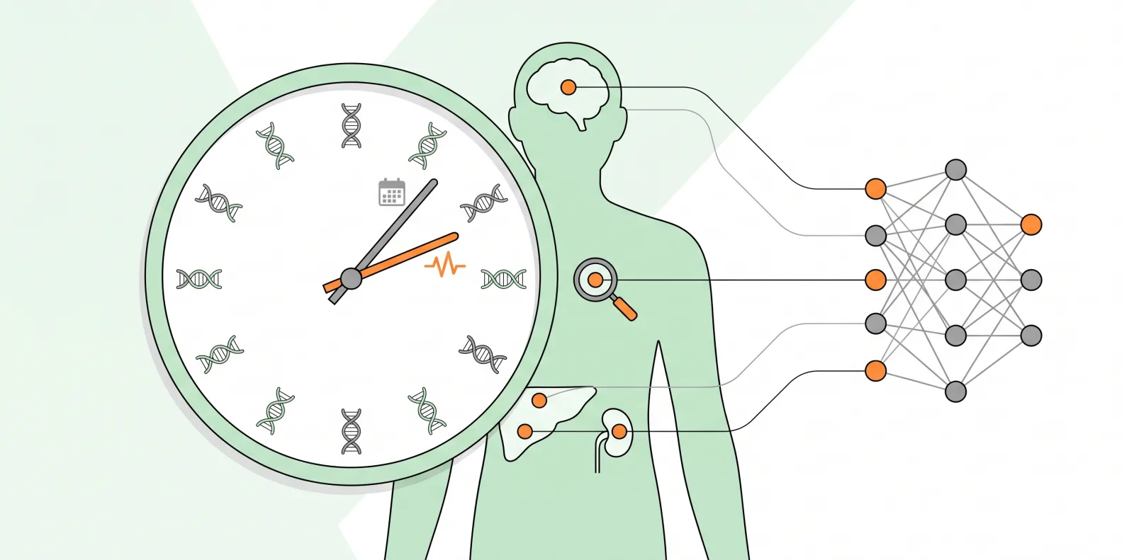 biological age tests are booming can ai really tell how fast you age 2