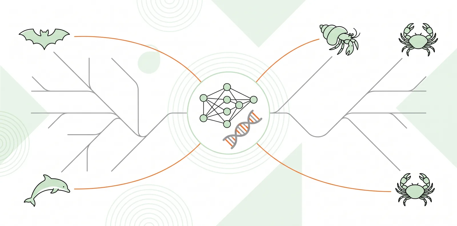 convergent evolution ai explain why 2